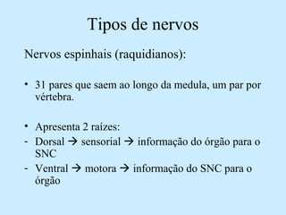 Tipos de nervos
Nervos espinhais (raquidianos):
• 31 pares que saem ao longo da medula, um par por
vértebra.
• Apresenta 2 raízes:
- Dorsal  sensorial  informação do órgão para o
SNC
- Ventral  motora  informação do SNC para o
órgão
 