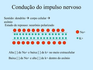 Condução do impulso nervoso
Sentido: dendrito  corpo celular 
axônio
Estado de repouso: neurônio polarizado
Alta [ ] de Na+ e baixa [ ] de k+ no meio extracelular
Baixa [ ] de Na+ e alta [ ] de k+ dentro do axônio
Na+
K+
 