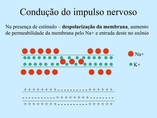 Condução do impulso nervoso
Na presença de estímulo – despolarização da membrana, aumento
de permeabilidade da membrana pelo Na+ e entrada deste no axônio
Na+
K+
- - - - - - - - - - - + + + + + + + + - - - - - - - -
+ + + + + + + + - - - - - - - - - - + + + + + +
+ + + + + + + + - - - - - - - - - - + + + + + +
 