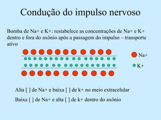 Condução do impulso nervoso
Bomba de Na+ e K+: restabelece as concentrações de Na+ e K+
dentro e fora do axônio após a passagem do impulso – transporte
ativo
Alta [ ] de Na+ e baixa [ ] de k+ no meio extracelular
Baixa [ ] de Na+ e alta [ ] de k+ dentro do axônio
Na+
K+
 