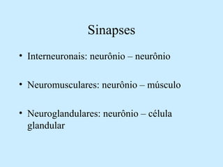 Sinapses
• Interneuronais: neurônio – neurônio
• Neuromusculares: neurônio – músculo
• Neuroglandulares: neurônio – célula
glandular
 