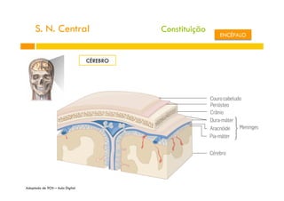 S. N. Central
CÉREBRO
Adaptado de 9CN – Aula Digital
Constituição
ENCÉFALO