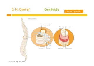 S. N. Central
Adaptado de 9CN – Aula Digital
Constituição
MEDULA ESPINAL