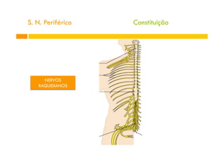 S. N. Periférico
NERVOS
RAQUIDIANOS
Constituição