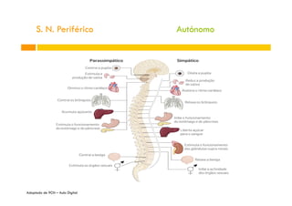 S. N. Periférico
Adaptado de 9CN – Aula Digital
Autónomo