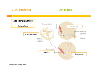 S. N. Periférico
Autónomo
ATO INVOLUNTÁRIO
Arco reflexo
Estímulo
Coordenador
Efetor
Adaptado de 9CN – Aula Digital
Resposta