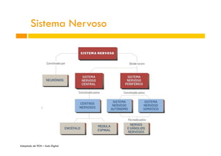 Sistema Nervoso
Adaptado de 9CN – Aula Digital