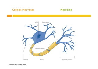 Células Nervosas
Adaptado de 9CN – Aula Digital
Neurónio