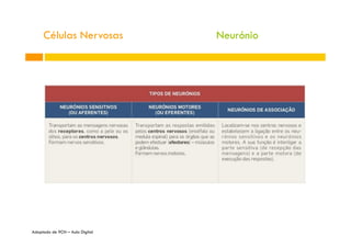 Células Nervosas
Adaptado de 9CN – Aula Digital
Neurónio