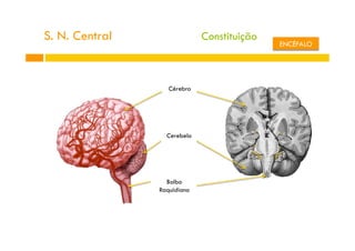 S. N. Central
Constituição
Cérebro
Cerebelo
Bolbo
Raquidiano
ENCÉFALO