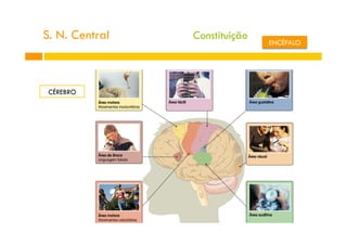 S. N. Central
CÉREBRO
Constituição
ENCÉFALO