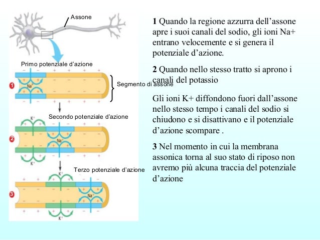 Cos è Il Potenziale D Azione Sistema nervoso
