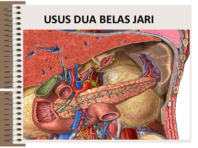 Sist pencernaan pada manusia