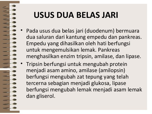 Sist pencernaan pada manusia