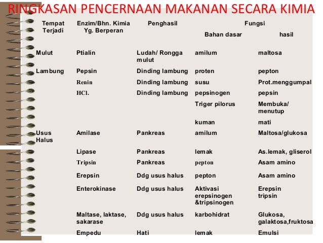 Sist pencernaan pada manusia