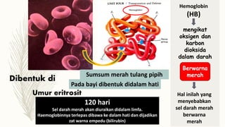 Dibentuk di
Sumsum merah tulang pipih
120 hari
Sel darah merah akan diuraikan didalam limfa.
Haemoglobinnya terlepas dibawa ke dalam hati dan dijadikan
zat warna empedu (bilirubin)
Hemoglobin
(HB)
mengikat
oksigen dan
karbon
dioksida
dalam darah
Berwarna
merah
Hal inilah yang
menyebabkan
sel darah merah
berwarna
merah
Pada bayi dibentuk didalam hati
Umur eritrosit
 