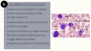SEL DARAH PUTIH (LEUKOSIT)
• Jumlah normal leukosit di dalam
darah manusia sekitar 5.000 –
10.000 sel/mm3.
• Leukosit lebih banyak beraktivitas
di dalam jaringan.
• Leukosit di dalam jaringan mampu
bertahan selama beberapa hari
hingga beberapa bulan
bergantung pada jenis leukositnya.
 