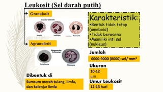 Leukosit (Sel darah putih)
Granulosit
Agranulosit
Karakteristik:
Bentuk tidak tetap
(ameboid)
Tidak berwarna
Memiliki inti sel
(nukleus)
6000-9000 (8000) sel/ mm3
Jumlah
Ukuran
10-12
µm
Umur Leukosit
12-13 hari
Dibentuk di
Sumsum merah tulang, limfa,
dan kelenjar limfa
 