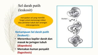 Kemampuan Sel darah putih
(leukosit) :
• Menembus kapiler darah dan
masuk ke jaringan tubuh
(diapedesis)
• Memakan kuman penyakit
(fagositosis)
Sel darah putih
(leukosit)
merupakan sel yang memiliki
fungsi untuk memerangi infeksi
atau pertahan tubuh dari serangan
mikroorganisme
 