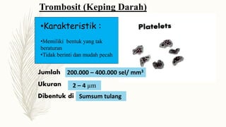Trombosit (Keping Darah)
•Karakteristik :
•Memiliki bentuk yang tak
beraturan
•Tidak berinti dan mudah pecah
Jumlah 200.000 – 400.000 sel/ mm3
Ukuran 2 – 4 µm
Dibentuk di Sumsum tulang
 