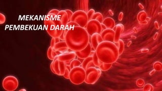 MEKANISME
PEMBEKUAN DARAH
 