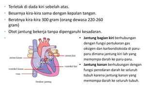 • Terletak di dada kiri sebelah atas.
• Besarnya kira-kira sama dengan kepalan tangan.
• Beratnya kira-kira 300 gram (orang dewasa 220-260
gram)
• Otot jantung bekerja tanpa dipengaruhi kesadaran.
• Jantung memiliki 4 ruang :
- Serambi kiri (atrium kiri)
- Serambi kanan (atrium kanan)
- Bilik kiri ( ventrikel kiri)
- Bilik kanan (ventrikel kanan)
• Jantung bagian kiri berhubungan
dengan fungsi pertukaran gas
oksigen dan karbondioksida di paru-
paru dimana jantung kiri lah yang
memompa darah ke paru-paru.
• Jantung kanan berhubungan dengan
fungsi peredaran darah ke seluruh
tubuh karena jantung kanan yang
memompa darah ke seluruh tubuh.
 
