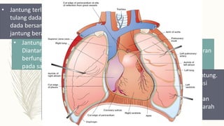 • Jantung terletak dalam rongga dada dilindungi oleh rangka dada yaitu
tulang dada, tulang iga dan tulang belakang. Jantung terletak dalam
dada bersama dengan paru-paru yaitu terdapat diantaranya. Posisi
jantung berada agak sebelah kiri dari tulang dada.
• Jantung dibungkus oleh suatu lapisan yang disebut pericardium.
Diantara pembungkusnya (pericardium) dengan jantung terdapat cairan
berfungsi sebagai pelumas untuk memudahkan pergerakan jantung
pada saat memompa.
 Epikardium, bagian luar yang menutup permukaan jantung.
 Miokardium, bagian tengah dan mampu berkonsentrasi
untuk memompa darah.
 Endokardium, bagian dalam melapisi jantung,katup, dan
berhubungan dengan lapisan endotelium pembuluh darah
yang memasuki dan meninggalkan jantung
 