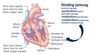 Dinding jantung
terdiri dari tiga lapis :
•perikardium (selaput
pembungkus jantung)
•miokardium (otot jantung)
•endokardium (selaput yang
membatasi ruangan jantung)
 