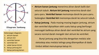 Keterangan diagram:
1. atrium kanan
2. atrium kiri
3. ventrikel kanan
4. ventrikel kiri
5. sekat kanan & kiri
6. katup jantung kiri
7. katup jantung kanan
• Atrium kanan jantung menerima aliran darah balik dari
seluruh tubuh. Atrium kiri jantung menerima darah dari
paru-paru. Ventrikel kanan memompa darah ke paru-paru.
Sedangkan Ventrikel kiri memompa darah ke seluruh tubuh.
• Katup jantung . Pada masing-masing bagian jantung, atrium
dan ventrikel dipisahkan oleh suatu katup yang berfungsi
mencegah baliknya aliran darah dari ventrikel ke atrium yang
secara normal darah mengalir dari atrium ke ventrikel.
Bunyi jantung yang bisa kita dengarkan melalui alat
stetoskop atau melalui telinga yang ditempelkan di dada
timbul akibat menutupnya katup ini.
 
