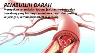 PEMBULUH DARAH
Merupakan serangkaian tabung (saluran) tertutup dan
bercabang yang berfungsi membawa darah dari jantung
ke jaringan, kemudian kembali ke jantung.
 
