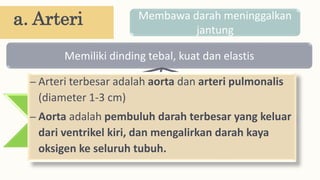 a. Arteri Membawa darah meninggalkan
jantung
Memiliki dinding tebal, kuat dan elastis
Tunika
eksterna
Tunika
media
Tunika
intima
– Arteri terbesar adalah aorta dan arteri pulmonalis
(diameter 1-3 cm)
– Aorta adalah pembuluh darah terbesar yang keluar
dari ventrikel kiri, dan mengalirkan darah kaya
oksigen ke seluruh tubuh.
 