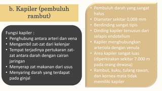 b. Kapiler (pembuluh
rambut)
• Pembuluh darah yang sangat
halus
• Diameter sekitar 0,008 mm
• Berdinding sangat tipis
• Dinding kapiler tersusun dari
selapis endotelium
• Kapiler menghubungkan
arteriola dengan venula
• Area kapiler sangat luas
(diperkirakan sekitar 7.000 m
pada orang dewasa)
• Rambut, kuku, tulang rawan,
dan kornea mata tidak
memiliki kapiler
Fungsi kapiler :
• Penghubung antara arteri dan vena
• Mengambil zat-zat dari kelenjar
• Tempat terjadinya pertukaran zat-
zat antara darah dengan cairan
jaringan
• Menyerap zat makanan dari usus
• Menyaring darah yang terdapat
pada ginjal
 