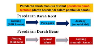 Peredaran darah manusia disebut peredaran darah
tertutup (darah beredar di dalam pembuluh darah)
Peredaran Darah Kecil
Peredaran Darah Besar
Jantung
(bilik kanan) Paru-paru
Jantung
(serambi kiri)
Jantung
(bilik kiri)
Seluruh
tubuh
Jantung
(serambi kanan)
 