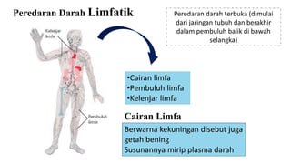 Peredaran Darah Limfatik
•Cairan limfa
•Pembuluh limfa
•Kelenjar limfa
Peredaran darah terbuka (dimulai
dari jaringan tubuh dan berakhir
dalam pembuluh balik di bawah
selangka)
Cairan Limfa
Berwarna kekuningan disebut juga
getah bening
Susunannya mirip plasma darah
 