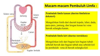 Macam-macam Pembuluh Limfa :
Pembuluh limfa kanan (ductus limfaticus
deksteri)
Mengalirkan limfa dari daerah kepala, leher, dada,
paru-paru, jantung, dan lengan kanan ke vena
bawah selangka kanan.
Pembuluh limfa kiri (ductus torekikus)
Mengalirkan info dari bagian lain bagian tubuh
sebelah bawah dan bagian tubuh atas sebelah kiri
ke pembuluh vena di bawah selangka kiri
 