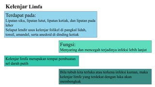Kelenjar Limfa
Terdapat pada:
Lipatan siku, lipatan lutut, lipatan ketiak, dan lipatan pada
leher
Selaput lendir usus kelenjar folikel di pangkal lidah,
tonsil, amandel, serta anedoid di dinding ketiak
Fungsi:
Menyaring dan mencegah terjadinya infeksi lebih lanjut
Kelenjar limfa merupakan tempat pembuatan
sel darah putih
Bila tubuh kita terluka atau terkena infeksi kuman, maka
kelenjar limfe yang terdekat dengan luka akan
membengkak
 