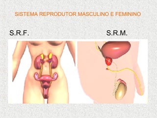 SISTEMA REPRODUTOR MASCULINO E FEMININO


S.R.F.                       S.R.M.
 