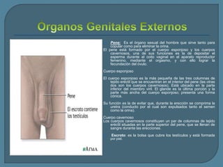  Pene: Es el órgano sexual del hombre que sirve tanto para
copular como para eliminar la orina.
El pene está formado por el cuerpo esponjoso y los cuerpos
cavernosos, una de sus funciones es la de depositar el
esperma durante el coito vaginal en el aparato reproductor
femenino, mediante el orgasmo, y con ello lograr la
fecundación del óvulo.
Cuerpo esponjoso
El cuerpo esponjoso es la más pequeña de las tres columnas de
tejido eréctil que se encuentran en el interior del pene (las otras
dos son los cuerpos cavernosos). Está ubicado en la parte
inferior del miembro viril. El glande es la última porción y la
parte más ancha del cuerpo esponjoso; presenta una forma
cónica.
Su función es la de evitar que, durante la erección se comprima la
uretra (conducto por el cual son expulsados tanto el semen
como la orina).
Cuerpo cavernoso
Los cuerpos cavernosos constituyen un par de columnas de tejido
eréctil situadas en la parte superior del pene, que se llenan de
sangre durante las erecciones.
 Escroto: es la bolsa que cubre los testículos y está formada
por piel.
 