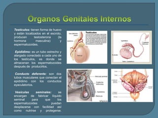  Testículos: tienen forma de huevo
y están localizados en el escroto,
producen testosterona (la
hormona masculina) y
espermatozoides.
 Epidídimo: es un tubo estrecho y
alargado conectado a cada uno de
los testículos, es donde se
almacenan los espermatozoides
después de producirlos.
 Conducto deferente: son dos
tubos musculares que conectan el
epidídimo con los conductos
eyaculatorios.
 Vesículas seminales: se
encargan de fabricar líquido
seminal para que los
espermatozoides puedan
desplazarse con facilidad así
como nutrirse y protegerse.
 