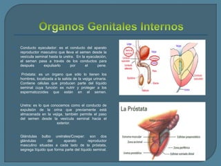  Conducto eyaculador: es el conducto del aparato
reproductor masculino que lleva el semen desde la
vesícula seminal hasta la uretra. En la eyaculación,
el semen pasa a través de los conductos para
después expulsarlo por el pene.
 Próstata: es un órgano que sólo lo tienen los
hombres, localizada a la salida de la vejiga urinaria.
Contiene células que producen parte del líquido
seminal cuya función es nutrir y proteger a los
espermatozoides que están en el semen.
 Uretra: es lo que conocemos como el conducto de
expulsión de la orina que previamente está
almacenada en la vejiga, también permite el paso
del semen desde la vesícula seminal hacia el
exterior.
 Glándulas bulbo uretrales/Cowper: son dos
glándulas del aparato reproductor
masculino situadas a cada lado de la próstata,
segrega líquido que forma parte del líquido seminal.
 