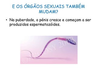 E OS ÓRGÃOS SEXUAIS TAMBÉM MUDAM?Na puberdade, o pénis cresce e começam a ser produzidos espermatozóides.