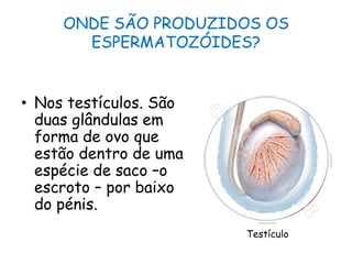 ONDE SÃO PRODUZIDOS OS ESPERMATOZÓIDES?Nos testículos. São duas glândulas em forma de ovo que estão dentro de uma espécie de saco –o escroto – por baixo do pénis.Testículo