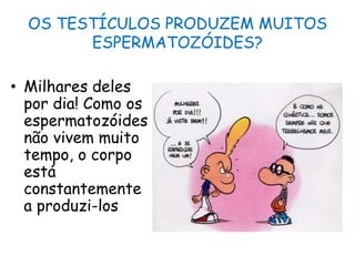 OS TESTÍCULOS PRODUZEM MUITOS ESPERMATOZÓIDES?Milhares deles por dia! Como os espermatozóides não vivem muito tempo, o corpo está constantemente a produzi-los