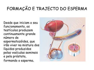 FORMAÇÃO E TRAJECTO DO ESPERMADesde que iniciam o seu funcionamento, os testículos produzem continuamente grande número de espermatozóides, que irão viver na mistura dos líquidos produzidos pelas vesículas seminais e pela próstata, formando o esperma.