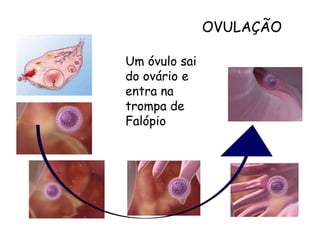 OVULAÇÃOUm óvulo sai do ovário e entra na trompa de Falópio