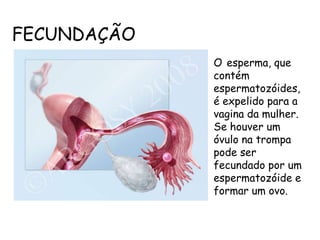 FECUNDAÇÃOOesperma, que contém espermatozóides, é expelido para a vagina da mulher. Se houver um óvulo na trompa pode ser fecundado por um espermatozóide e formar um ovo.