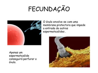 FECUNDAÇÃOO óvulo envolve-se com uma membrana protectora que impede a entrada de outros espermatozóides .Apenas um espermatozóide conseguirá perfurar o óvulo.