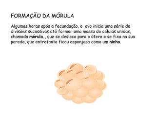 FORMAÇÃO DA MÓRULAAlgumas horas após a fecundação, o  ovo inicia uma série de divisões sucessivas até formar uma massa de células unidas, chamada mórula., que se desloca para o útero e se fixa na sua parede, que entretanto ficou esponjosa como um ninho.