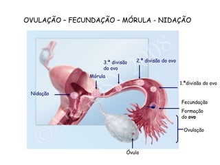 OvulaçãoOVULAÇÃO – FECUNDAÇÃO – MÓRULA - NIDAÇÃO2.ª divisão do ovo3.ª divisão do ovoMórula1.ªdivisão do ovoNidaçãoFecundaçãoFormação do ovoÓvulo