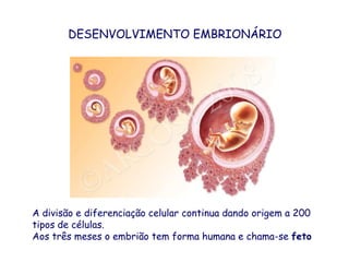 DESENVOLVIMENTO EMBRIONÁRIOA divisão e diferenciação celular continua dando origem a 200 tipos de células. Aos três meses o embrião tem forma humana e chama-se feto